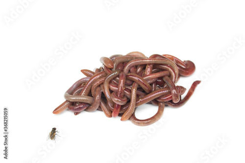 Earthworm isolated on a white background. photo