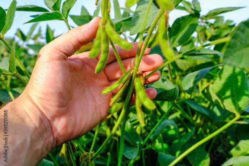 Young green unripe soybean stems in mans hand.