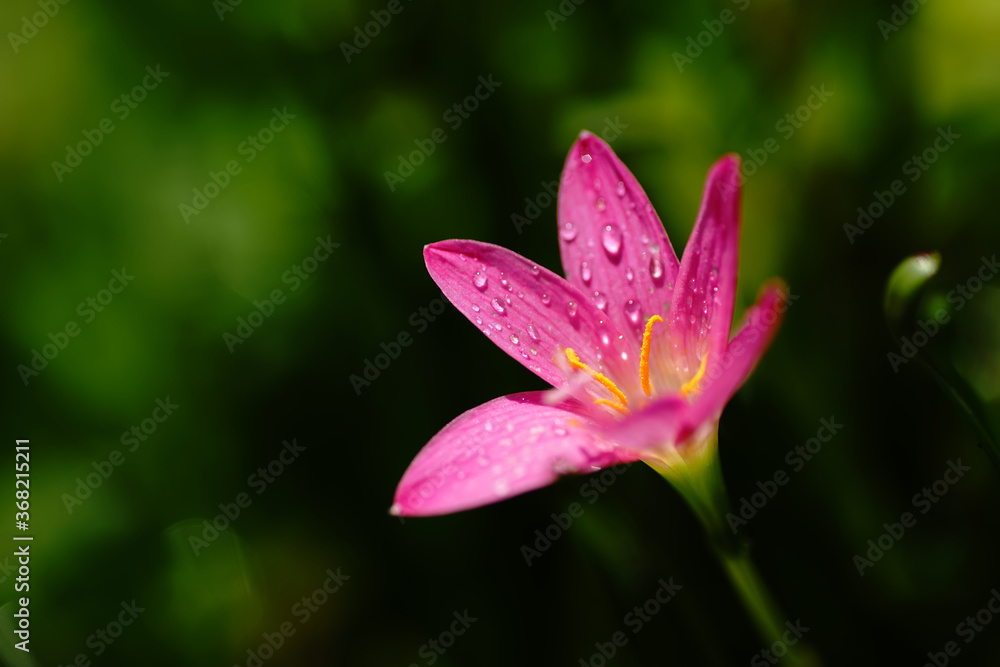 Close-up view of little pink flower with dewdrops on the petals