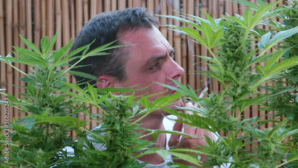 A man smokes a joint of marijuana plants. Relaxation of stress and reflexes in self-isolation. Maintaining mental health using CBD. A man smokes a joint of marijuana plants. Relaxation of stress and reflexes in self-isolation. Maintaining mental health using CBD.