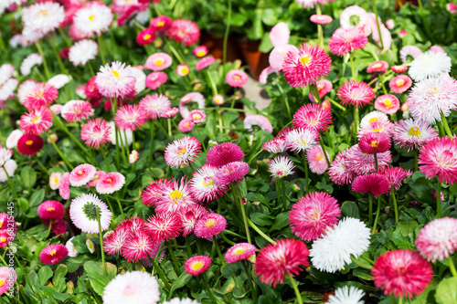 Repeated white, pink and red flowers of daisies, selective focus. Beautiful flower background