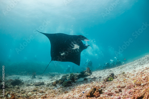 Giant reef manta ray swimming over colorful coral reef in clear blue water