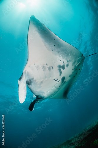 Giant reef manta ray swimming over colorful coral reef in clear blue water