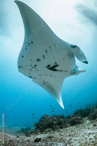 Giant reef manta ray swimming over colorful coral reef in clear blue water © Aaron