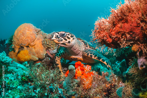 Photography Green sea turtle underwater,  swimming among colorful coral reef in clear blue o