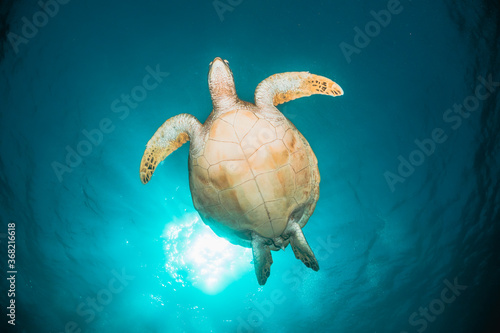 Green sea turtle underwater   swimming among colorful coral reef in clear blue ocean