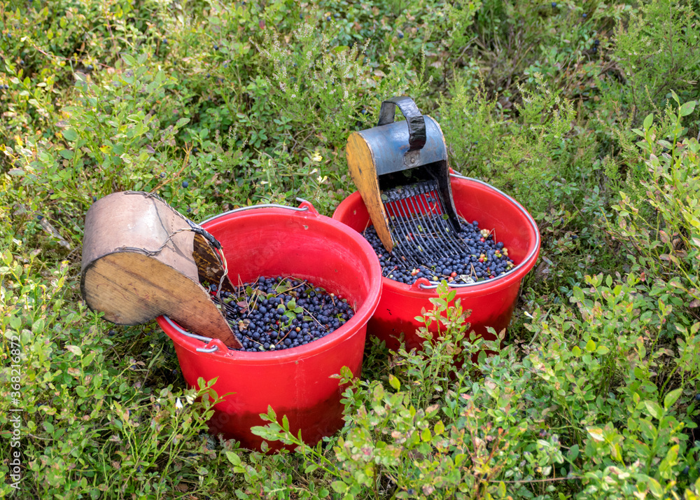 Fototapeta premium buckets with picked blueberry berries on a fuzzy forest background, berry picking device, berry picking tools, a bucket and berry picker on a trail in woods