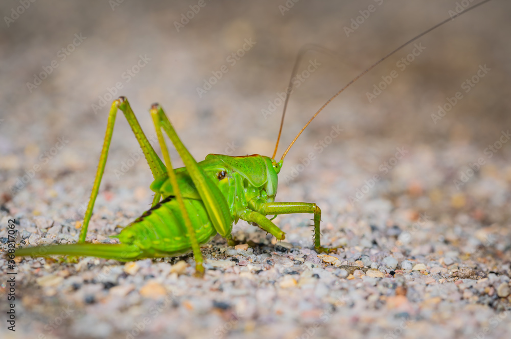 ein grünes Heupferd auf dem Boden (Tettigonia) ein grünes Heupferd auf dem Boden (Tettigonia)