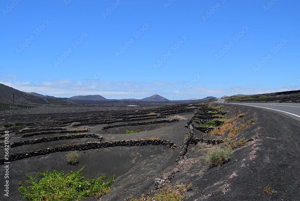 Lanzarote vineyards. Canary Island. Spain