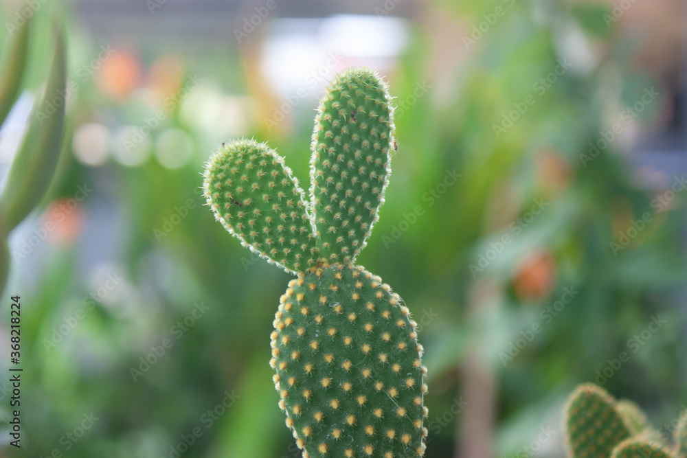 prickly pear cactus