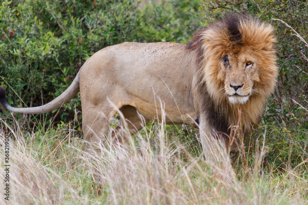 Male lion marking his territory in the Masai Mara Game Reserve in Kenya Male lion marking his territory in the Masai Mara Game Reserve in Kenya