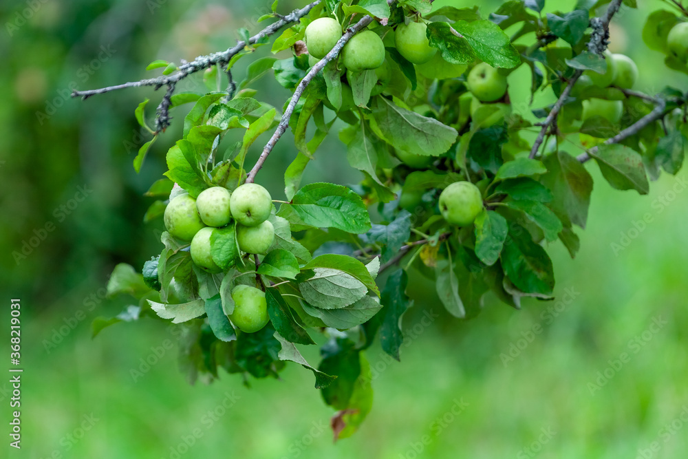 Growing organic green apples in the orchard Growing organic green apples in the orchard
