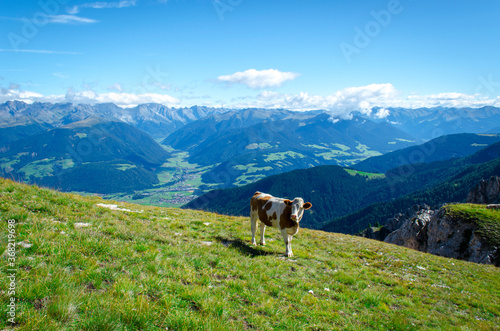 Mucca sul prato di montagna sopra Valdaora, Alpi