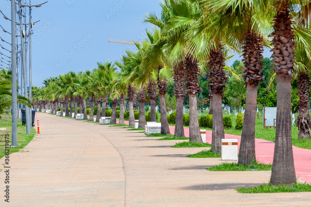 Palm trees on the Black Sea coast in Anaklia, Georgia Palm trees on the Black Sea coast in Anaklia, Georgia