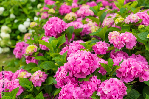 Flowers blossom on sunny day. Flowering hortensia plant. Pink and white Hydrangea macrophylla blooming in spring and summer in a garden. Web banner, nature background © mdyn