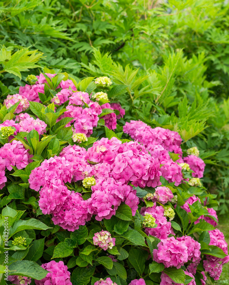 Hydrangea blossom on sunny day. Flowering hortensia plant. Pink Hydrangea macrophylla blooming in spring and summer in a garden.
