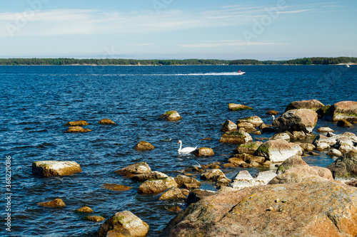 The white swan swimming near the seashore at the Finnish Gulf of the Baltic Sea