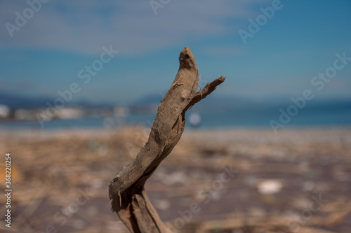 Dry branch with a background in the distance of the ocean