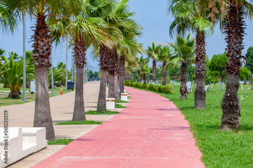 Palm trees on the Black Sea coast in Anaklia, Georgia photo