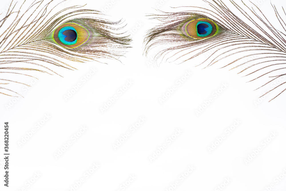 Fototapeta premium Beautiful colored mature male peacock feather