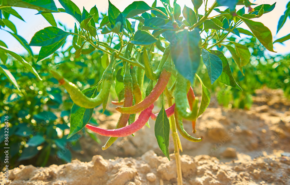 Cultivation field of pepper plants with green and red peppers Stock ...
