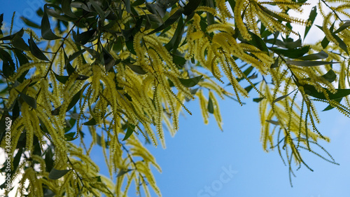 Wallpaper Mural Yellow blossoms and leaves of a black wattle tree, against a blue sky with clouds. Acacia tree. South East Queensland, Australia. Torontodigital.ca