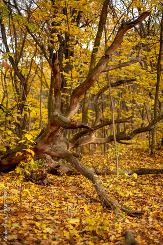 Tree trunk with many curved branches against the background of a yellow autumn forest
