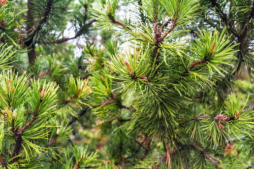 Pine needles after rain.