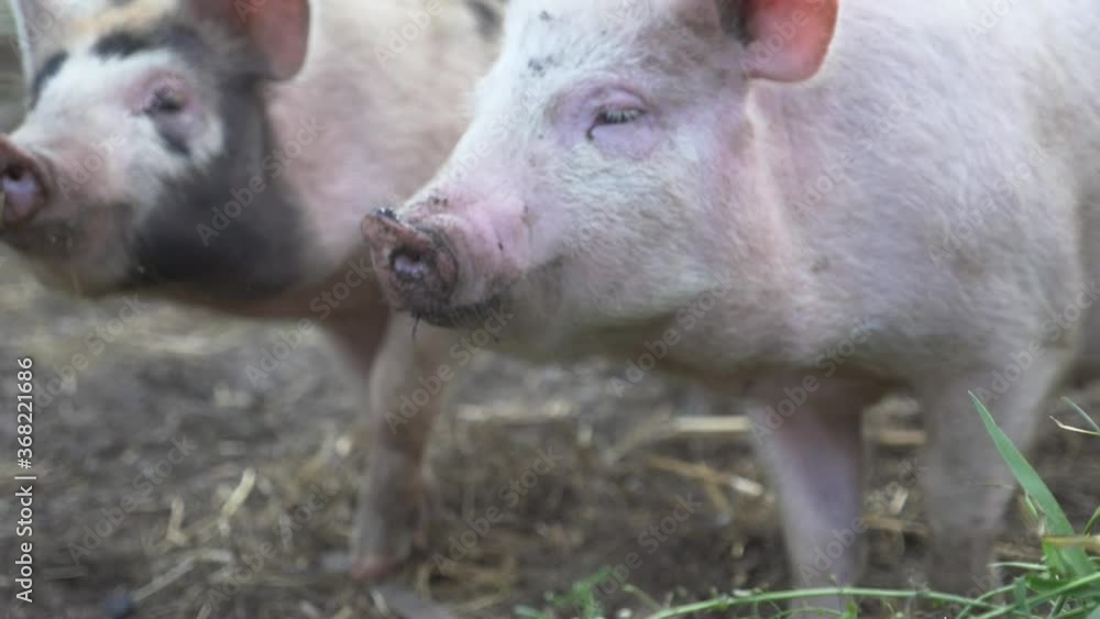 Funny, curious domestic pigs run around in the barnyard, digging manure with their nose, looking for food. Family business, agricultural farm.