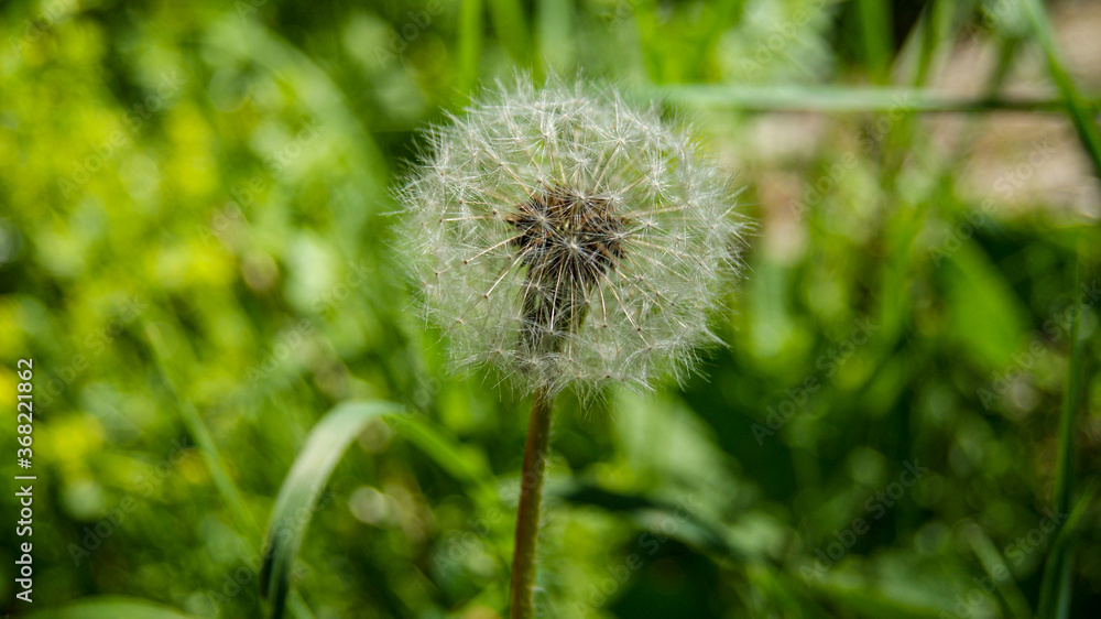 dandelion seed head