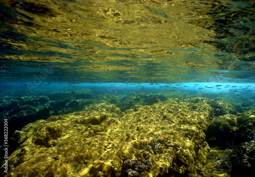 underwater coral reef fish ocean caribbean sea Venezuela © gustavo