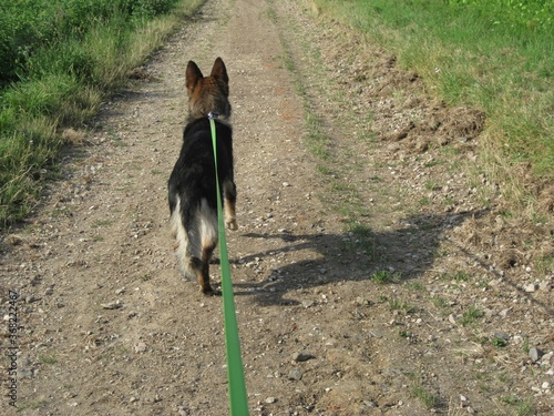 Deutscher Schäferhund beim Morgenspaziergang lange flexi Leine photo