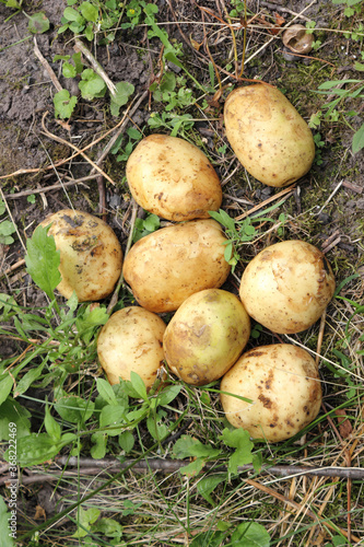 Raw young potatoes lying on the ground with grass and small twigs 