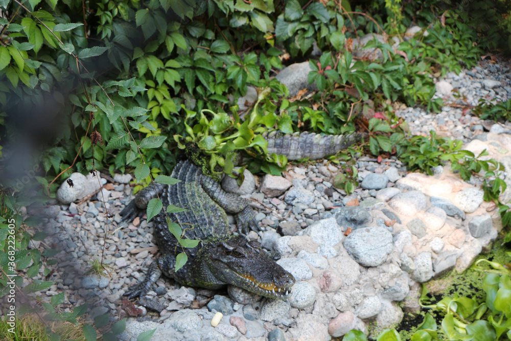 Obraz premium alligator in the grass