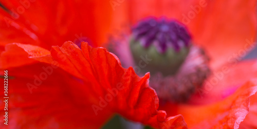 Close Up shot of a large red poppy flower.