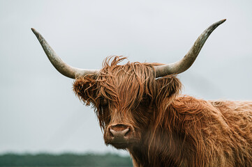 Ingelijste posters Schotse hooglander Schotse Hooglander met ruige vacht  © Kreaatorid