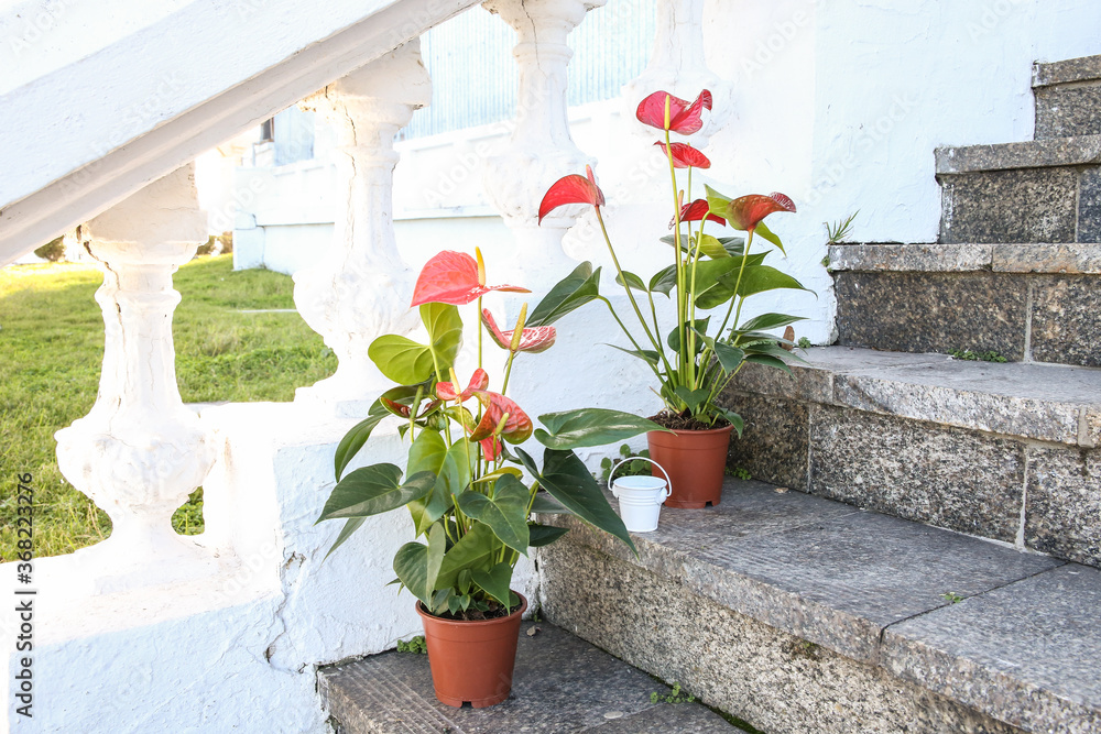Anthurium in the flowerpot.  Anthurium flower is a heart-shaped flower. Flamingo flowers or Boy flowers Pigtail. Anthurium andraeanum (Araceae or Arum) symbolize hospitality.