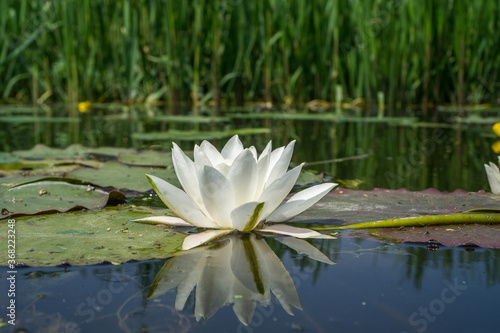 White lily on the surface of the water.