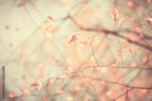 branches leaves yellow background / abstract seasonal background falling leaves beautiful photo © kichigin19