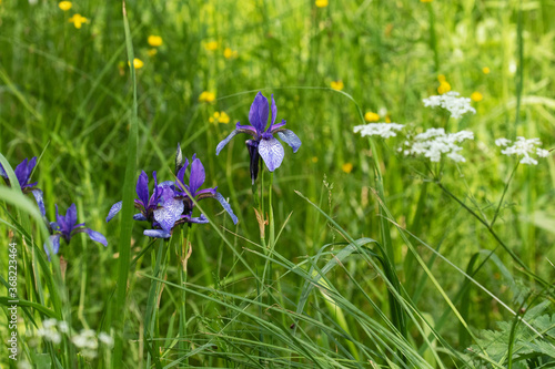 Soomaa National Park. Siberian iris or Siberian flag, Iris sibirica flowering on the lush meadow of Mulgi meadow., in summery Estonia. 