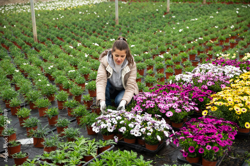 Young female florist arranging potted colorful flowering Dimorphotheca ecklonis plants while gardening in glasshouse