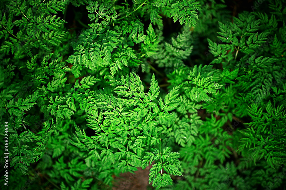 green grass leaves top view wild field / summer in the jungle, forest grass abstract view, background green grass leaves top view wild field / summer in the jungle, forest grass abstract view, background