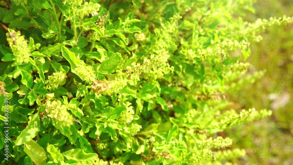 Fresh basil and blossom in the plantation, Holy basil plant with green leaves. Close up of Sweet basil leaf in garden. Fresh basil and blossom in the plantation, Holy basil plant with green leaves. Close up of Sweet basil leaf in garden.