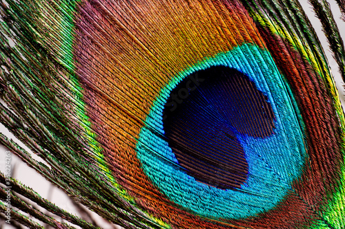 Beautiful colored mature male peacock feather