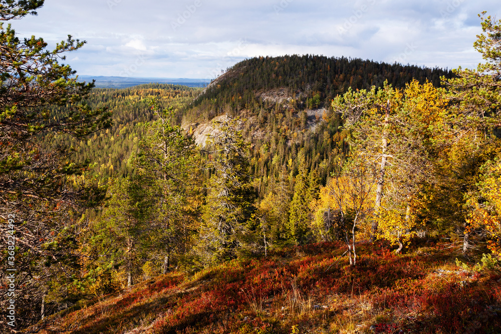 A view to autumnal hillside covered with taiga forest during fall foliage near Kuusamo in Northern Finland. A view to autumnal hillside covered with taiga forest during fall foliage near Kuusamo in Northern Finland.