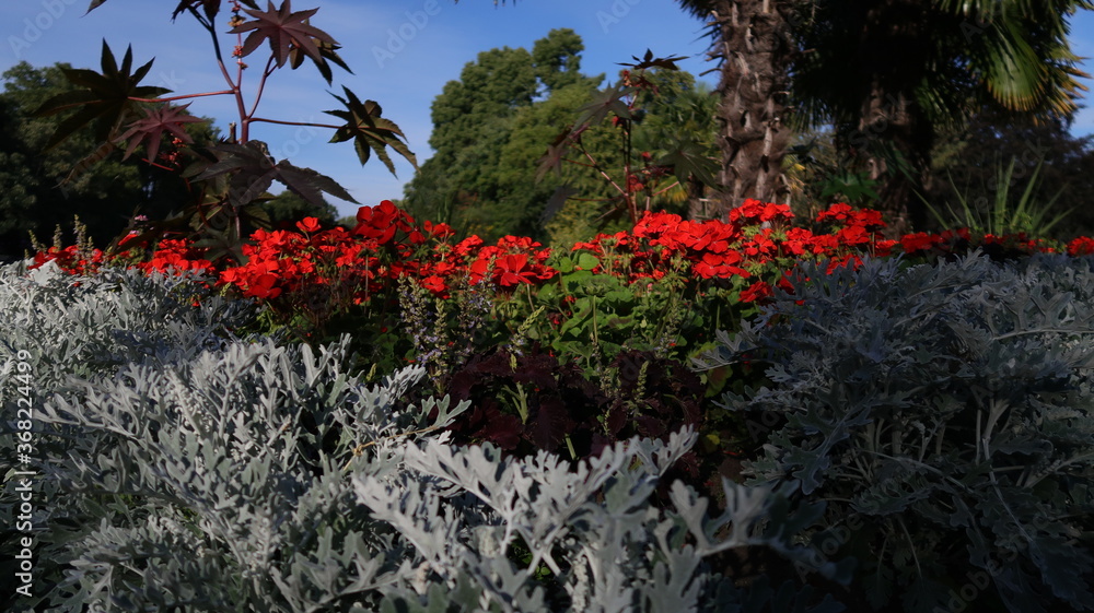 Red and silver flower garden