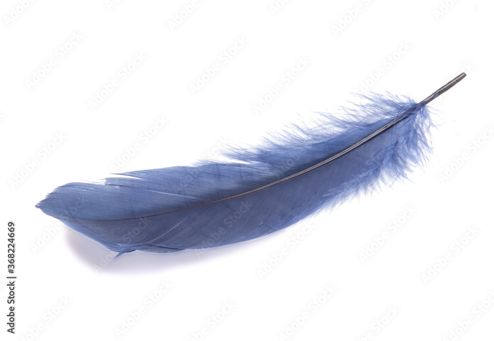 Fluffy bird feather decorative style in studio isolated on the white