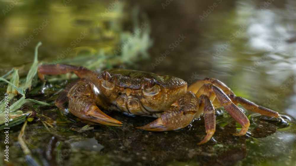 crab enjoy relaxing sitting in the water