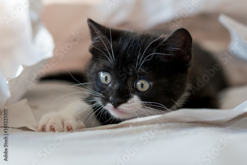 Cute bicolor british shorthair kitten plays in decor paper. Selective soft focus. black and white cat
