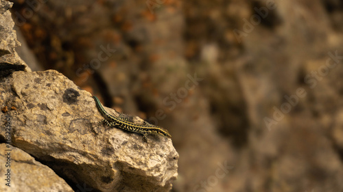 blue-tailed skink sitting on a rock, summer day